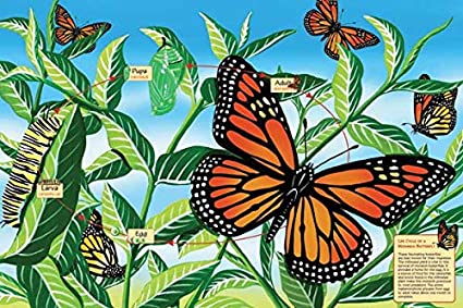 Life Cycle of a Monarch Butterfly Floor Puzzle - 48 Piece